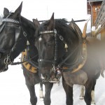 Horses ready to pull sleigh after cheese fondue