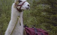 llama-trekking-llama
