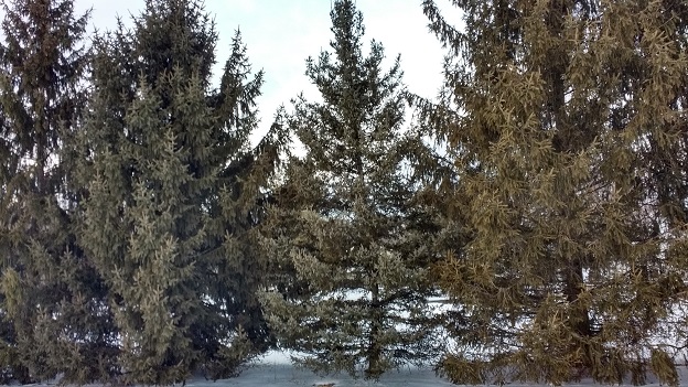 Set of evergreen branches, pine tree, fir, spruce coniferous