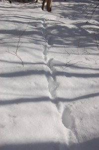 Deer tracks through deep snow.