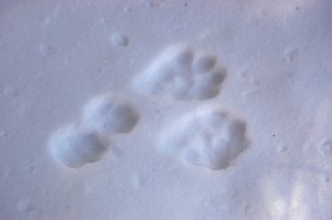 Snowshoe hare on the fly in shallow snow. I've never seen them this distinct before. 