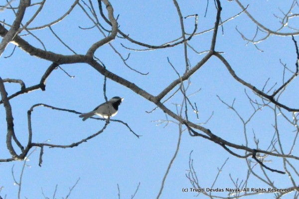 We spotted lots of mountain chickadees along the snowshoe trail