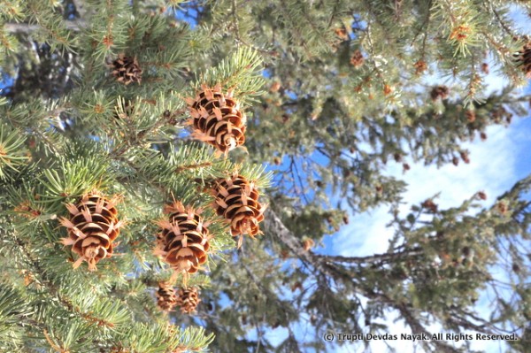 Pine cones - a squirrel’s favorite food!