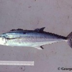 Mackeral: socking salmon in the eye for Omega3 quantities