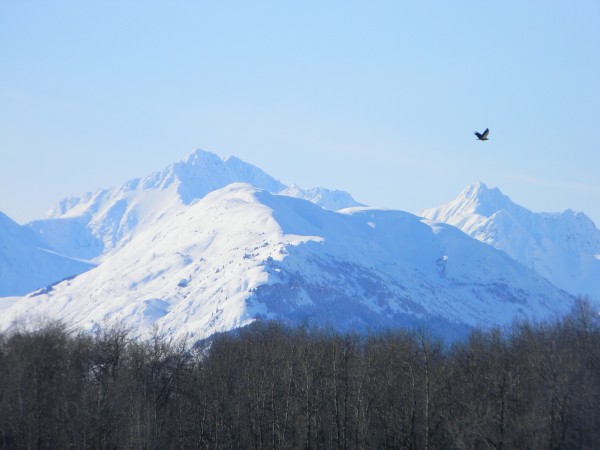 A Bald Eagle flying over the river.